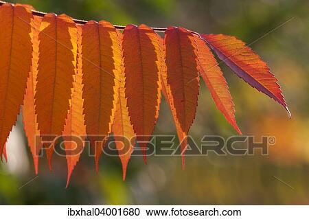 "Staghorn Sumac (Rhus typhina), autumnal foliage, Germany, Europe" View Large Photo Image Stock Image - "Staghorn Sumac (Rhus typhina), autumnal foliage, Germany, Europe". Fotosearch