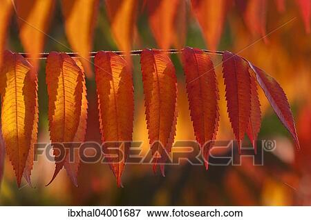 "Staghorn Sumac (Rhus typhina), autumnal foliage, Germany, Europe" View Large Photo Image Stock Photo - "Staghorn Sumac (Rhus typhina), autumnal foliage, Germany, Europe". Fotosearch
