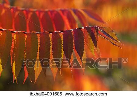 Stock Photography - "Staghorn Sumac (Rhus typhina), autumnal foliage, Germany, Europe". Fotosearch