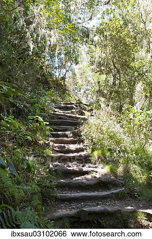 Stock Photograph - "Stairs, hiking trail through a jungle, near Cilaos, La Reunion, Reunion, France, Africa". Fotosearch