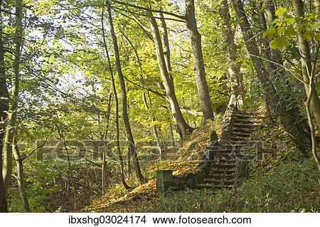 "Stairs in an autumnal forest, Luneburg, Lower Saxony, Germany, Europe" View Large Photo Image Picture - "Stairs in an autumnal forest, Luneburg, Lower Saxony, Germany, Europe". Fotosearch