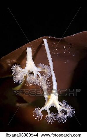 Picture - "Stalked Jellyfish (Lucernaria quadricornis), White Sea, Karelia, Russia, Europe". Fotosearch