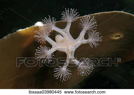 "Stalked Jellyfish (Lucernaria quadricornis), White Sea, Karelia, Russia, Europe" View Large Photo Image Stock Photography - "Stalked Jellyfish (Lucernaria quadricornis), White Sea, Karelia, Russia, Europe". Fotosearch