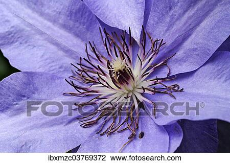 Stock Image - "Stamens of a Clematis (Clematis), hybrid, Bavaria, Germany, Europe". Fotosearch