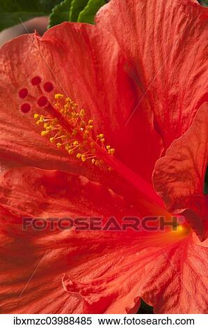 "Stamens of a hibiscus flower (Hibiscus), Bavaria, Germany, Europe" View Large Photo Image Stock Photography - "Stamens of a hibiscus flower (Hibiscus), Bavaria, Germany, Europe". Fotosearch