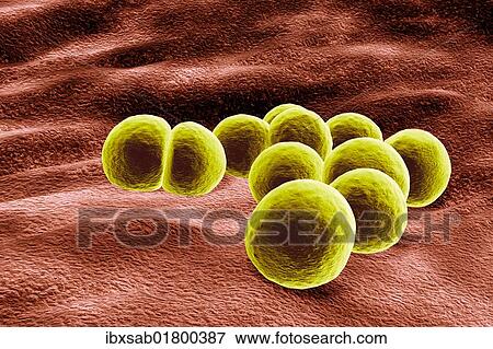 Stock Photo - "Staphylococcus aureus bacteria, MRSA, 3D illustration". Fotosearch