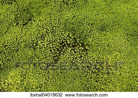 Stock Image - "Star Moss (Polytrichum), Reunion, France, Africa". Fotosearch