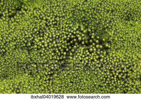 Stock Photo - "Star Moss (Polytrichum), Reunion, France, Africa". Fotosearch