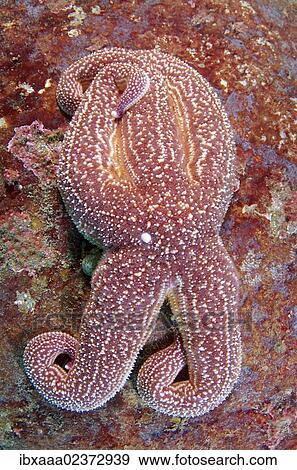 "Starfish (Asterias rollestini), Japan Sea, Far East, Primorsky Krai, Russian Federation" View Large Photo Image Stock Photo - "Starfish (Asterias rollestini), Japan Sea, Far East, Primorsky Krai, Russian Federation". Fotosearch