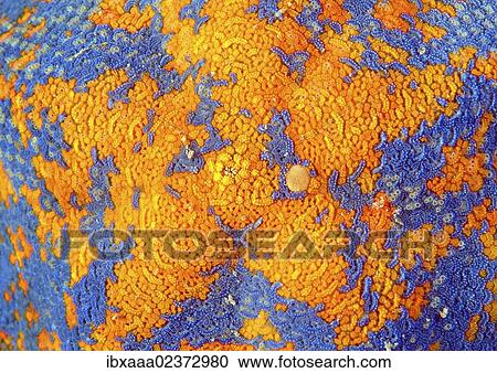 "Starfish Asterina (Patiria pectinifera), Japan Sea, Far East, Primorsky Krai, Russian Federation" View Large Photo Image Stock Image - "Starfish Asterina (Patiria pectinifera), Japan Sea, Far East, Primorsky Krai, Russian Federation". Fotosearch