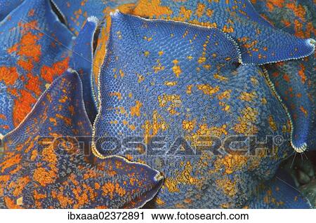 "Starfish (Asterina pectinifera, Patiria pectinifera), Japan Sea, Far East, Primorsky Krai, Russian Federation" View Large Photo Image Stock Image - "Starfish (Asterina pectinifera, Patiria pectinifera), Japan Sea, Far East, Primorsky Krai, Russian Federation". Fotosearch