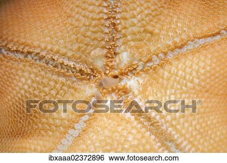 Stock Photograph - "Starfish (Asterina pectinifera, Patiria pectinifera), Japan Sea, Far East, Primorsky Krai, Russian Federation". Fotosearch