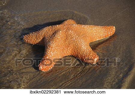 "Starfish (Asteroidea), beach, Stalida, Stalis, Crete, Greece, Europe" View Large Photo Image Stock Image - "Starfish (Asteroidea), beach, Stalida, Stalis, Crete, Greece, Europe". Fotosearch