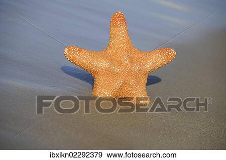 "Starfish (Asteroidea), beach, Stalida, Stalis, Crete, Greece, Europe" View Large Photo Image Stock Photo - "Starfish (Asteroidea), beach, Stalida, Stalis, Crete, Greece, Europe". Fotosearch