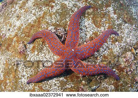 "Starfish (Evasterias retifera), Japan Sea, Far East, Primorsky Krai, Russian Federation" View Large Photo Image Stock Image - "Starfish (Evasterias retifera), Japan Sea, Far East, Primorsky Krai, Russian Federation". Fotosearch