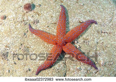 "Starfish (Evasterias retifera), Japan Sea, Far East, Primorsky Krai, Russian Federation" View Large Photo Image Stock Image - "Starfish (Evasterias retifera), Japan Sea, Far East, Primorsky Krai, Russian Federation". Fotosearch