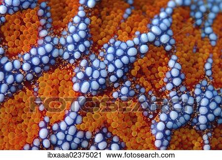 Stock Image - "Starfish (Evasterias retifera), close-up, Japan Sea, Primorsky Krai, Russian Federation, Far East". Fotosearch