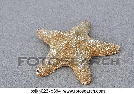 "Starfish lying on the beach, sand" View Large Photo Image Picture - "Starfish lying on the beach, sand". Fotosearch
