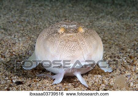 "Stargazer or Atlantic Stargazer (Uranoscopus scaber), Black Sea, Crimea, Ukraine, Europe" View Large Photo Image Stock Photograph - "Stargazer or Atlantic Stargazer (Uranoscopus scaber), Black Sea, Crimea, Ukraine, Europe". Fotosearch