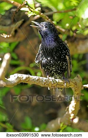Stock Image - "Starling (Sturnus vulgaris), adult in breeding plumage, preched on a tree, singing, Western Cape, South Africa, Africa". Fotosearch