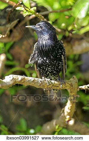 "Starling (Sturnus vulgaris), adult in breeding plumage, preched on a tree, Western Cape, South Africa, Africa" View Large Photo Image Stock Photo - "Starling (Sturnus vulgaris), adult in breeding plumage, preched on a tree, Western Cape, South Africa, Africa". Fotosearch