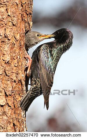 "Starling (Sturnus vulgaris), adult feeding young birds at nesting site, Allgaeu region, Bavaria, Germany, Europe" View Large Photo Image Stock Image - "Starling (Sturnus vulgaris), adult feeding young birds at nesting site, Allgaeu region, Bavaria, Germany, Europe". Fotosearch