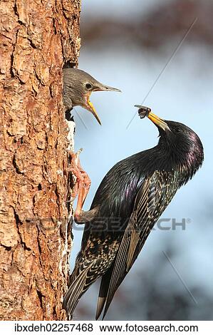 "Starling (Sturnus vulgaris), adult feeding young birds at nesting site, Allgaeu region, Bavaria, Germany, Europe" View Large Photo Image Stock Photo - "Starling (Sturnus vulgaris), adult feeding young birds at nesting site, Allgaeu region, Bavaria, Germany, Europe". Fotosearch