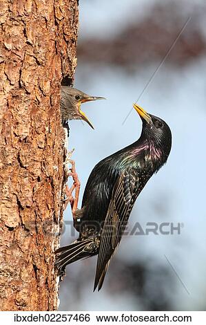 "Starling (Sturnus vulgaris), adult feeding young birds at nesting site, Allgaeu region, Bavaria, Germany, Europe" View Large Photo Image Stock Photograph - "Starling (Sturnus vulgaris), adult feeding young birds at nesting site, Allgaeu region, Bavaria, Germany, Europe". Fotosearch