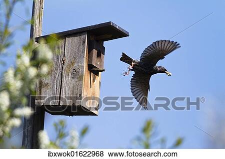 Stock Photo - "Starling (Sturnus vulgaris) carrying faeces away from a nest box in a garden, Bavaria, Germany, Europe". Fotosearch
