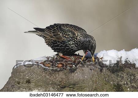 "Starling (Sturnus vulgaris) digging in food at a feeding station in the snow, Bavaria, Germany, Europe" View Large Photo Image Stock Photo - "Starling (Sturnus vulgaris) digging in food at a feeding station in the snow, Bavaria, Germany, Europe". Fotosearch
