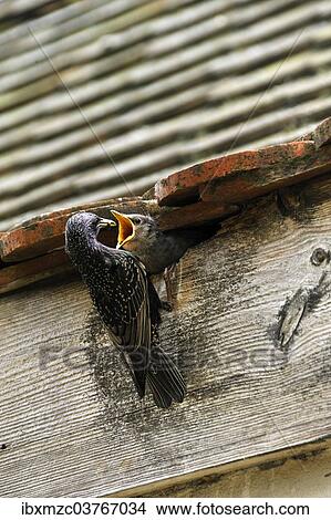 "Starling (Sturnus vulgaris) feeding its chick in the nest, Middle Franconia, Bavaria, Germany, Europe" View Large Photo Image Picture - "Starling (Sturnus vulgaris) feeding its chick in the nest, Middle Franconia, Bavaria, Germany, Europe". Fotosearch