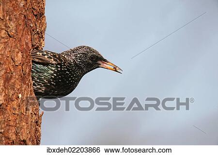 "Starling (Sturnus vulgaris) leaving its nesting hole in a Norway spruce (Picea abies), Allgaeu, Bavaria, Germany, Europe" View Large Photo Image Stock Photograph - "Starling (Sturnus vulgaris) leaving its nesting hole in a Norway spruce (Picea abies), Allgaeu, Bavaria, Germany, Europe". Fotosearch
