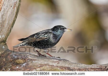 "Starling (Sturnus vulgaris), near Lake Federsee, Baden-Wuerttemberg, Germany, Europe" View Large Photo Image Picture - "Starling (Sturnus vulgaris), near Lake Federsee, Baden-Wuerttemberg, Germany, Europe". Fotosearch