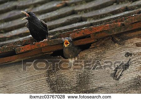 "Starling (Sturnus vulgaris) on a roof with a chick in its nest, Middle Franconia, Bavaria, Germany, Europe" View Large Photo Image Stock Photo - "Starling (Sturnus vulgaris) on a roof with a chick in its nest, Middle Franconia, Bavaria, Germany, Europe". Fotosearch