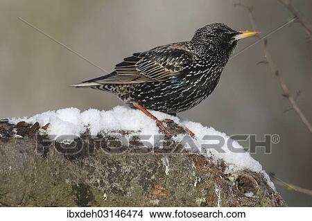 "Starling (Sturnus vulgaris) perched at a feeding station in the snow, Bavaria, Germany, Europe" View Large Photo Image Picture - "Starling (Sturnus vulgaris) perched at a feeding station in the snow, Bavaria, Germany, Europe". Fotosearch