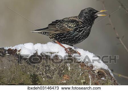 Stock Image - "Starling (Sturnus vulgaris) perched at a feeding station in the snow, Bavaria, Germany, Europe". Fotosearch