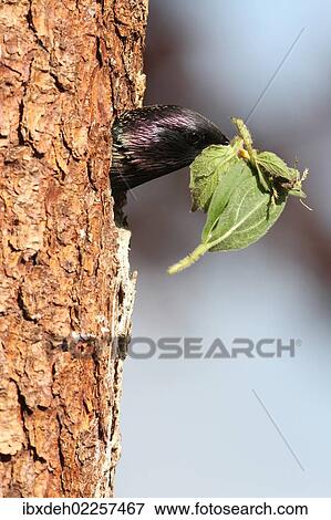 "Starling (Sturnus vulgaris), removing old nesting material from nesting hole, Allgaeu region, Bavaria, Germany, Europe" View Large Photo Image Stock Photo - "Starling (Sturnus vulgaris), removing old nesting material from nesting hole, Allgaeu region, Bavaria, Germany, Europe". Fotosearch