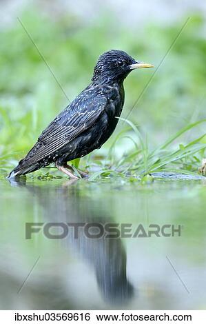 "Starling (Sturnus vulgaris) standing beside a pond, Rhodopes, Bulgaria, Europe" View Large Photo Image Stock Photograph - "Starling (Sturnus vulgaris) standing beside a pond, Rhodopes, Bulgaria, Europe". Fotosearch