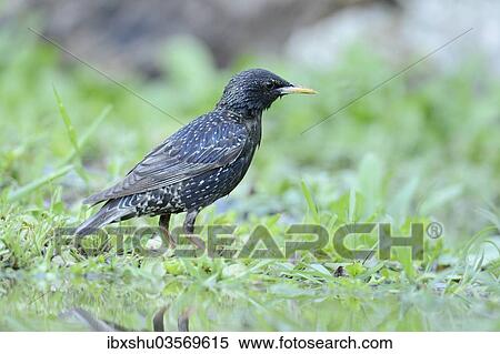 "Starling (Sturnus vulgaris) standing beside a pond, Rhodopes, Bulgaria, Europe" View Large Photo Image Stock Photography - "Starling (Sturnus vulgaris) standing beside a pond, Rhodopes, Bulgaria, Europe". Fotosearch