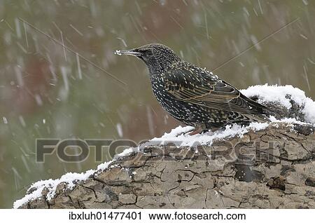 Starling (Sturnus vulgaris) View Large Photo Image Stock Image - Starling (Sturnus vulgaris). Fotosearch