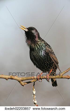 "Starling (Sturnus vulgaris), displaying courtship, singing, Allgaeu, Bavaria, Germany, Europe" View Large Photo Image Stock Photo - "Starling (Sturnus vulgaris), displaying courtship, singing, Allgaeu, Bavaria, Germany, Europe". Fotosearch