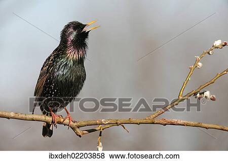 "Starling (Sturnus vulgaris), displaying courtship, singing, Allgaeu, Bavaria, Germany, Europe" View Large Photo Image Stock Photo - "Starling (Sturnus vulgaris), displaying courtship, singing, Allgaeu, Bavaria, Germany, Europe". Fotosearch