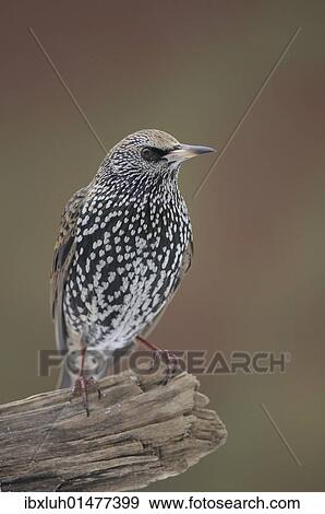 Starling (Sturnus vulgaris) View Large Photo Image Stock Photo - Starling (Sturnus vulgaris). Fotosearch