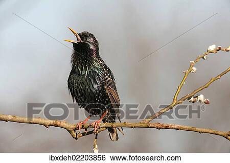Stock Photograph - "Starling (Sturnus vulgaris), displaying courtship, singing, Allgaeu, Bavaria, Germany, Europe". Fotosearch