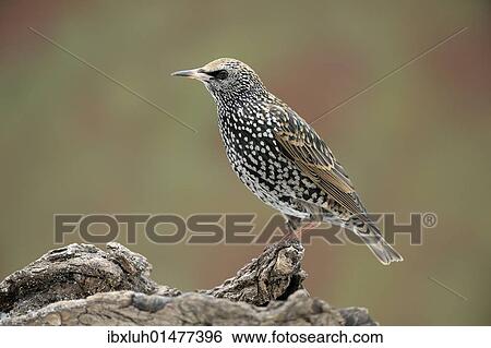 Starling (Sturnus vulgaris) View Large Photo Image Stock Photograph - Starling (Sturnus vulgaris). Fotosearch