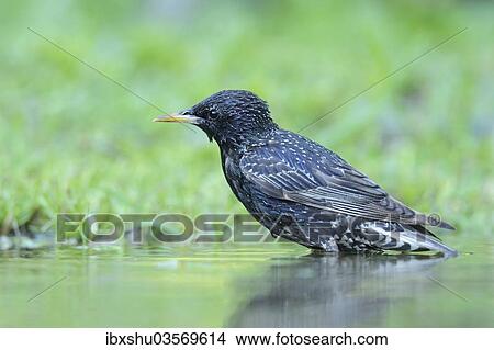 "Starling (Sturnus vulgaris) washing itself, Rhodopes, Bulgaria, Europe" View Large Photo Image Picture - "Starling (Sturnus vulgaris) washing itself, Rhodopes, Bulgaria, Europe". Fotosearch