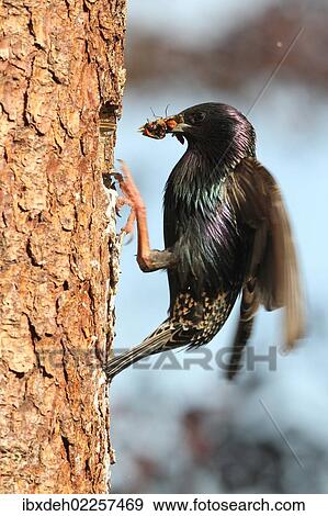 "Starling (Sturnus vulgaris) with beak full of food at the nesting hole, Allgaeu region, Bavaria, Germany, Europe" View Large Photo Image Stock Photo - "Starling (Sturnus vulgaris) with beak full of food at the nesting hole, Allgaeu region, Bavaria, Germany, Europe". Fotosearch