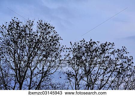 "Starlings (Sturnus vulgaris), flock in bare trees, return of migratory birds in spring, Eckental, Middle Franconia, Bavaria, Germany, Europe" View Large Photo Image Stock Image - "Starlings (Sturnus vulgaris), flock in bare trees, return of migratory birds in spring, Eckental, Middle Franconia, Bavaria, Germany, Europe". Fotosearch