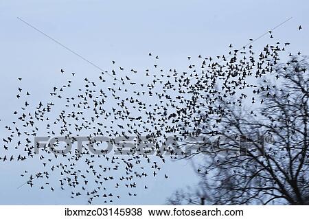 "Starlings (Sturnus vulgaris), flock in flight, return of migratory birds in spring, Eckental, Middle Franconia, Bavaria, Germany, Europe" View Large Photo Image Stock Photo - "Starlings (Sturnus vulgaris), flock in flight, return of migratory birds in spring, Eckental, Middle Franconia, Bavaria, Germany, Europe". Fotosearch