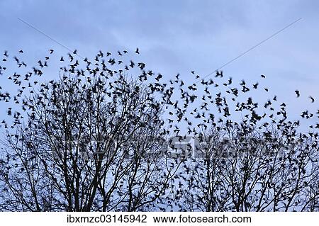 "Starlings (Sturnus vulgaris), flock, return of migratory birds in spring, Eckental, Middle Franconia, Bavaria, Germany, Europe" View Large Photo Image Stock Image - "Starlings (Sturnus vulgaris), flock, return of migratory birds in spring, Eckental, Middle Franconia, Bavaria, Germany, Europe". Fotosearch